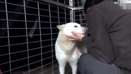 绿茶小狼狗诱我情深,一场深情诱爱的甜蜜邂逅